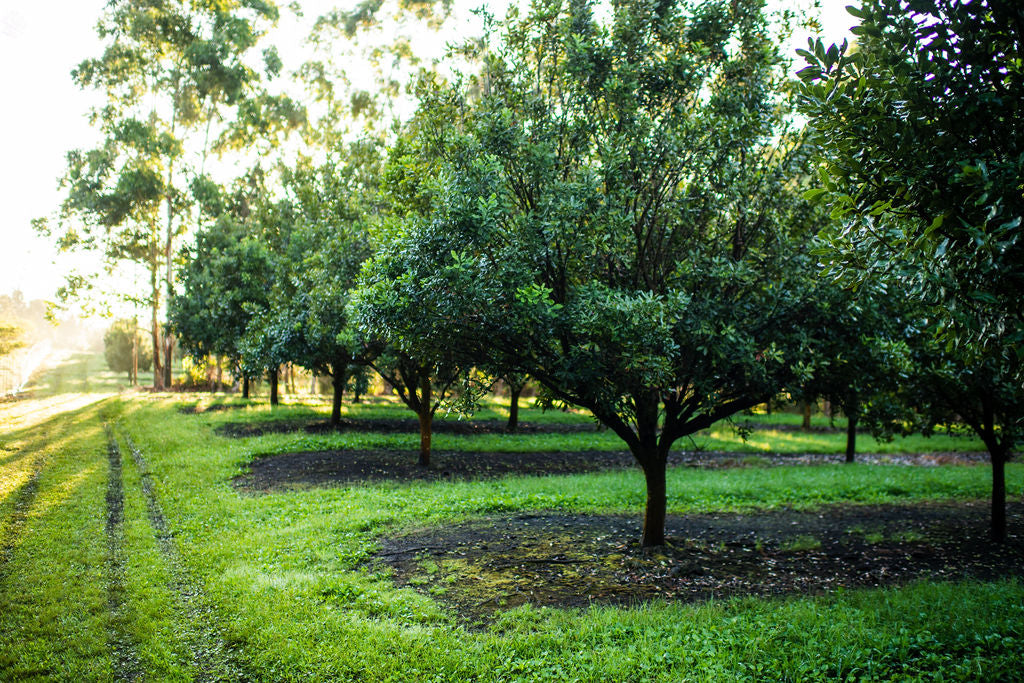 Buy Local - Hawaiian Macadamia Nut Company